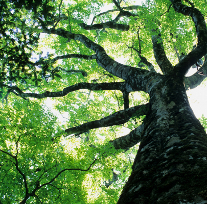 Utilisation des déchets
